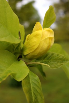Magnolia x denudata 'Yellow River' - šácholan obnažený - květ 1